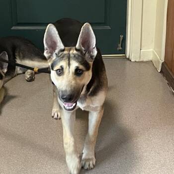 German Shepherd Dog Dogs Available for Adoption in Pasadena, California - Luna | PetCurious