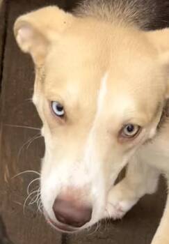 German Shepherd Dog and Siberian Husky Dogs Available for Adoption - Maisey  | PetCurious