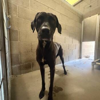Wallace -  Labrador Retriever Dog for Adoption in Yuma, Arizona - Wallace | PetCurious