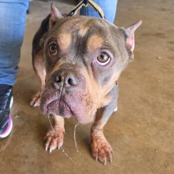 American Bulldog Dogs Available for Adoption - Gremlin | PetCurious