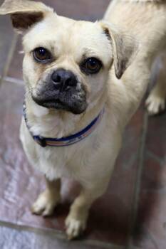 Gallager -  Pug Dog for Adoption in Tucson, Arizona - Gallager | PetCurious