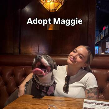 Maggie -  Boxer Dog for Adoption in West Hollywood, California - Maggie | PetCurious