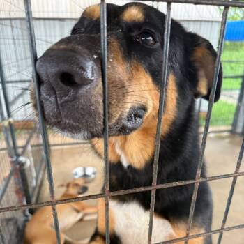 Rescue Mixed Breed Dogs for Adoption in Lake Jackson, Texas - Atlas | PetCurious