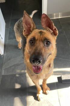 Rescue Shepherd and German Shepherd Dog Dogs for Adoption in Coachella, California - Chikala AKA Demi | PetCurious