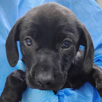 Mixed Breed Dogs Available for Adoption in Summerville, South Carolina - Elle | PetCurious