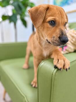 Lyon Alexander The Great -  Catahoula Leopard Dog and Labrador Retriever Dog for Adoption in Friendswood, Texas - Lyon Alexander The Great | PetCurious