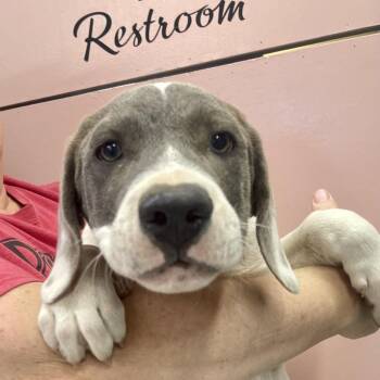 (Vet ?) Mango -  Mixed Breed Dog for Adoption in Huntsville, Arkansas - (Vet ?) Mango | PetCurious