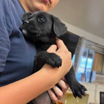 Puppy 2 -  Black Labrador Retriever and Shepherd Dog for Adoption in Carlin, Nevada - Puppy 2 | PetCurious