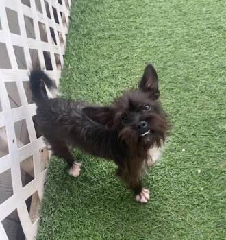 Fudgy -  Cairn Terrier and Affenpinscher Dog for Adoption in Gun Barrel City, Texas - Fudgy | PetCurious