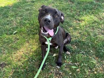 BENJAMIN -  Pit Bull Terrier Dog for Adoption in Antioch, California - BENJAMIN | PetCurious