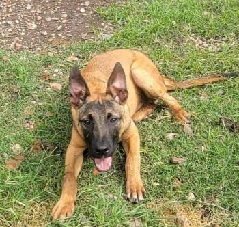 Belgian Shepherd Malinois Dogs Available for Adoption - Rudy | PetCurious
