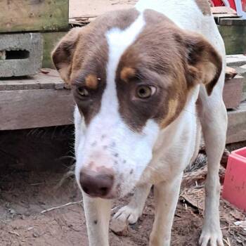Coonhound and Pit Bull Terrier Dogs Available for Adoption in Valley, Alabama - Gypsy | PetCurious