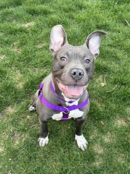 Pit Bull Terrier Dogs Available for Adoption in Crete, Illinois - Tarzan | PetCurious