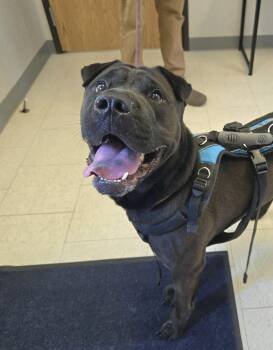 Staffordshire Bull Terrier Dogs Available for Adoption in Trenton, New Jersey - Happy | PetCurious
