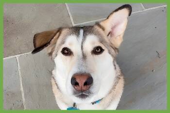 Rescue Siberian Husky and Shepherd Dogs for Adoption in Amherst, Massachusetts - Kippa | PetCurious