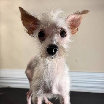 Prince -  Yorkshire Terrier Dog for Adoption in Charlotte, North Carolina - Prince | PetCurious