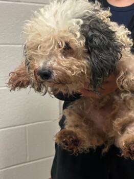 Mulberry -  Poodle Dog for Adoption in Lima, Ohio - Mulberry | PetCurious