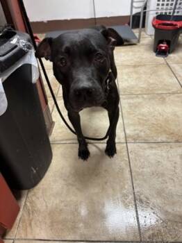 Rescue Mixed Breed Dogs for Adoption in Cincinnati, Ohio - Poppi | PetCurious