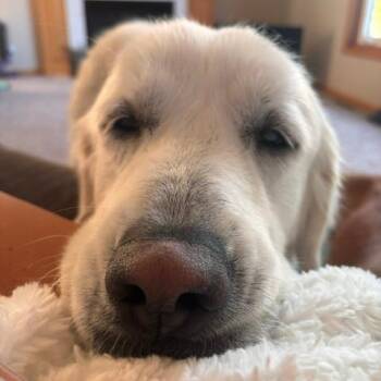 Opal -  Great Pyrenees and Mixed Breed Dog for Adoption in Alma, Wisconsin - Opal | PetCurious