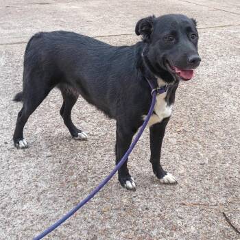 Mia -  Black Labrador Retriever Dog for Adoption in Spring, Texas - Mia | PetCurious