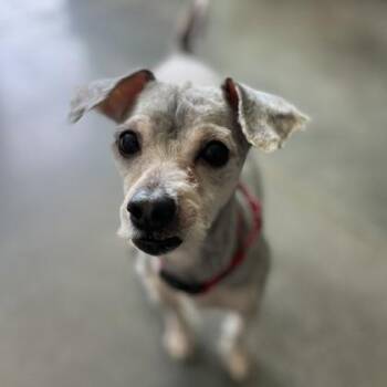 Mixed Breed Dogs Available for Adoption in Janesville, Wisconsin - Pepper | PetCurious