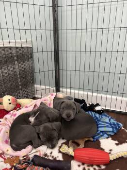 Rescue Pit Bull Terrier Dogs for Adoption in Hermosa Beach, California - Bluenose Precious Pups | PetCurious
