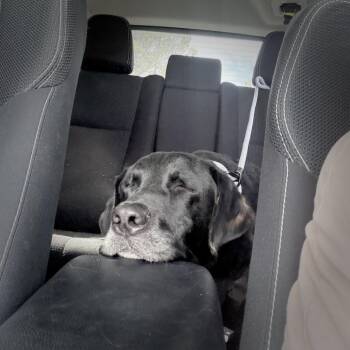 Dunkaroo -  Black Labrador Retriever Dog for Adoption in Los Angeles, California - Dunkaroo | PetCurious