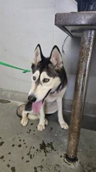 A884112 -  Siberian Husky Dog for Adoption in Camarillo, California - A884112 | PetCurious