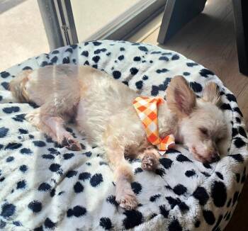 Bennett -  Yorkshire Terrier and Maltese Dog for Adoption in Phoenix, Arizona - Bennett | PetCurious