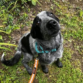 Koala -  Mixed Breed and Australian Cattle Dog Blue Heeler Dog for Adoption in Spruce Pine, North Carolina - Koala | PetCurious