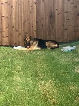 DON -  German Shepherd Dog and Mixed Breed Dog for Adoption in Dallas, Texas - DON | PetCurious
