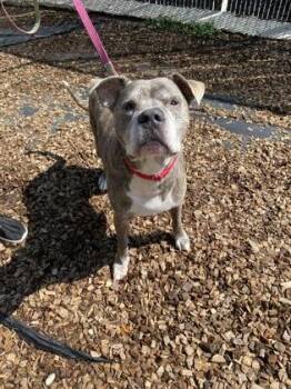 95431A-Nino -  American Staffordshire Terrier and Mixed Breed Dog for Adoption in North Charleston, South Carolina - 95431A-Nino | PetCurious
