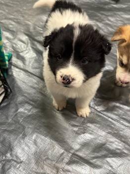 Husky Dogs Available for Adoption - Liam | PetCurious