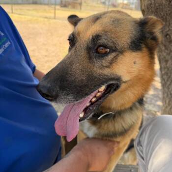 Giovanni -  German Shepherd Dog Dog for Adoption - Giovanni | PetCurious