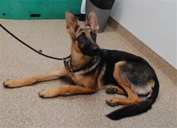 DOLLY -  German Shepherd Dog and Mixed Breed Dog for Adoption in Albuquerque, New Mexico - DOLLY | PetCurious