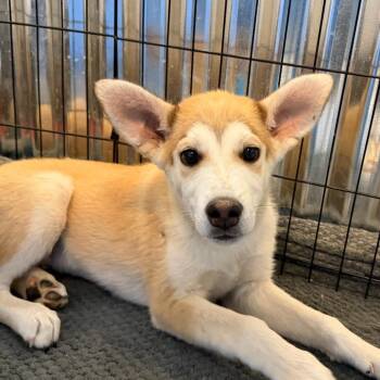 Cheeto -  Husky and Mixed Breed Dog for Adoption in Flagstaff, Arizona - Cheeto | PetCurious