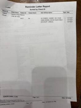 Chocolate Labrador Retriever and Terrier Dogs Available for Adoption in Augusta, Georgia - Bear | PetCurious