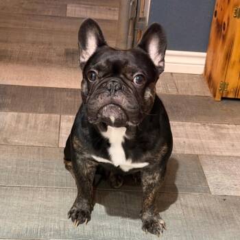 Ace -  French Bulldog Dog for Adoption in Montgomery, Texas - Ace | PetCurious