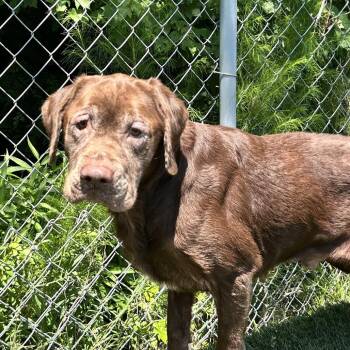 Ruger -  Retriever Dog for Adoption in Newport, North Carolina - Ruger | PetCurious