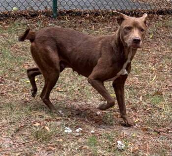 Belle -  Labrador Retriever Dog for Adoption in Little Rock, Arkansas - Belle | PetCurious