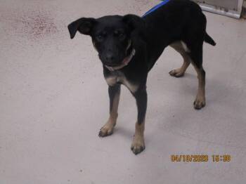 Terrier Dogs Available for Adoption in Marietta, Georgia - Carol (303) | PetCurious