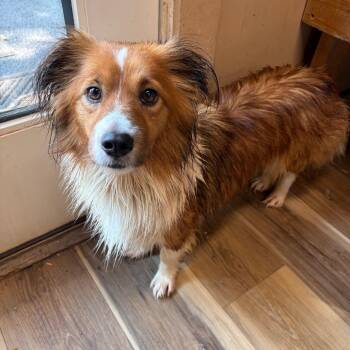 Charlotte -  Shetland Sheepdog Sheltie Dog for Adoption in Rockville, Maryland - Charlotte | PetCurious