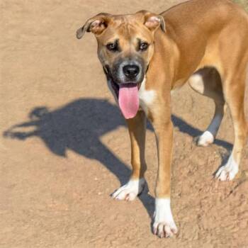 MIKE -  Great Dane and Mixed Breed Dog for Adoption in St. Louis, Missouri - MIKE | PetCurious