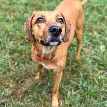 Rescue Mixed Breed Dogs for Adoption in Fredericksburg, Virginia - Vanya | PetCurious