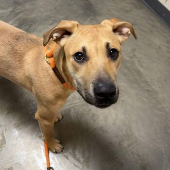 Mixed Breed Dogs Available for Adoption - Willow | PetCurious