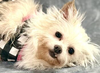 Rescue Dachshund and Chihuahua Dogs for Adoption in Houston, Texas - Anastasia | PetCurious