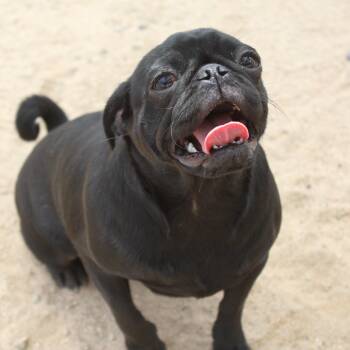 Pug Dogs Available for Adoption in Yucca Valley, California - Salem | PetCurious