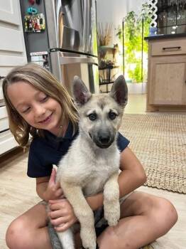 Shepherd Dogs Available for Adoption in Dallas, Texas - Sandy | PetCurious