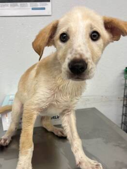 Rescue Mixed Breed Dogs for Adoption in Lockhart, Texas - Shock | PetCurious