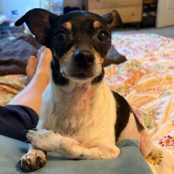 Rue -  Rat Terrier Dog for Adoption in Austin, Texas - Rue | PetCurious